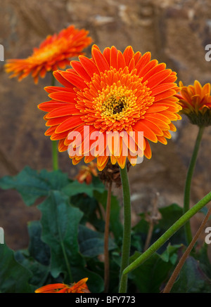 Schöne orange blühende Pflanze mit gelben Rand Stockfoto