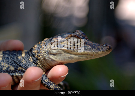 Baby-Krokodil Stockfoto