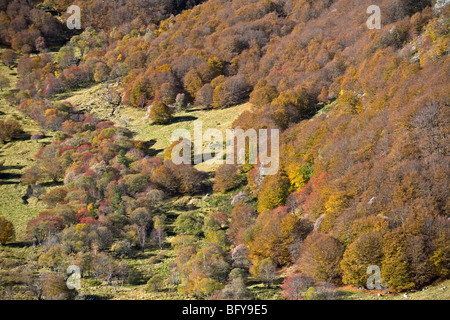 Das Chaudefour-Tal und die Buche (Fagus Sylvatica) Wald im Herbst (Puy de Dôme - Auvergne - Frankreich). Stockfoto
