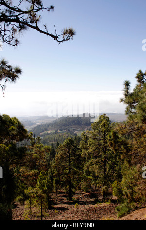 ÜBER DEN WOLKEN IN DEN CORONA-WALD IM TEIDE NATIONALPARK AUF TENERIFFA. KANARISCHE INSELN Stockfoto