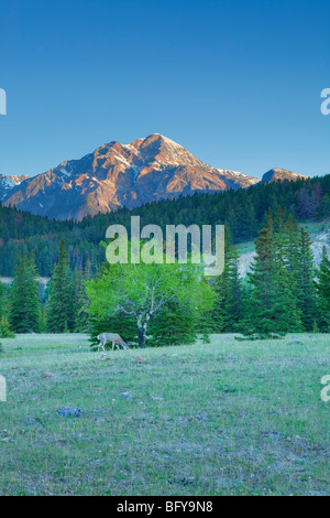 Hirsch weidet in Bergwiese, Jasper Nationalpark, Alberta, Kanada Stockfoto