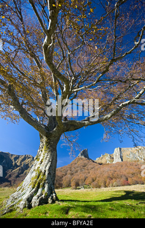 Im Herbst, eine Buche (Fagus Sylvatica) im Chaudefour-Tal (Auvergne - Frankreich). Hêtre Dans la Vallée de Chaudefour. Stockfoto