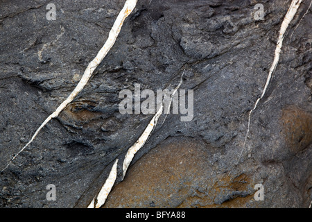 Quarzadern in den Felsen bei Druse in der Nähe von Crackington Haven; Cornwall Stockfoto