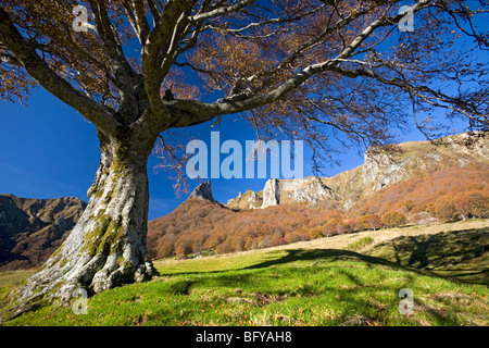 Im Herbst, eine Buche (Fagus Sylvatica) im Chaudefour-Tal (Auvergne - Frankreich). Hêtre Dans la Vallée de Chaudefour. Stockfoto