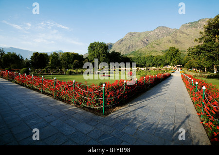 Nishat Mughal Garten in Srinagar, Kaschmir, Indien. Stockfoto