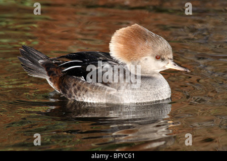 Weibliche mit Kapuze Prototyp Lophodytes Cucullatus schwimmen auf Wasser bei Martin bloße WWT, Lancashire UK Stockfoto