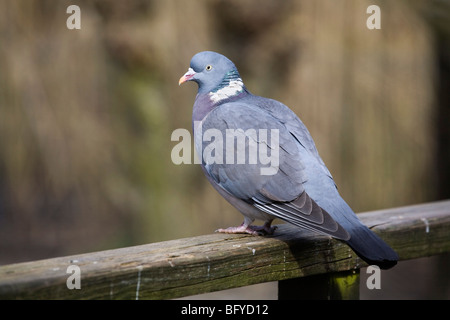 Ringeltaube; Columba Livia; am Zaun; Cornwall Stockfoto