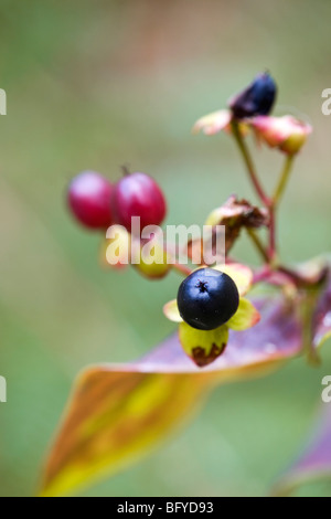 Tutsan Beeren; Hypericum Androsaemum; Herbst; Cornwall Stockfoto