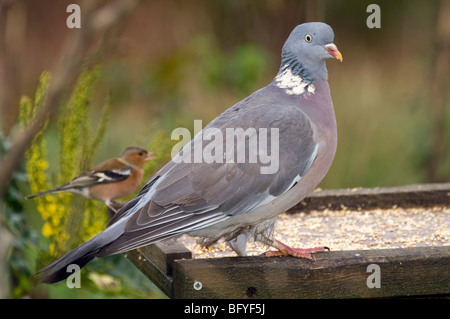 Ringeltaube; Columba Livia; am Futtertisch; Buchfink jenseits; Stockfoto