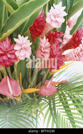 Blumenstrauß von Ingwer Lilien, rosa Helikonien und Anthurien Stockfoto