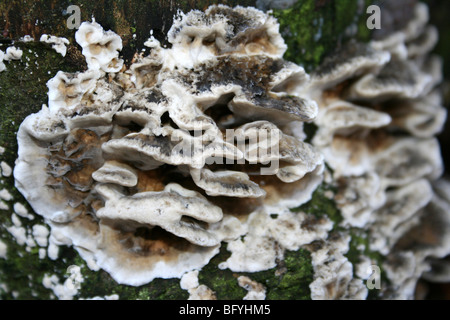 Rauchigen Halterung Bjerkandra Tiefenzustellung genommen bei Martin bloße WWT, Lancashire, UK Stockfoto