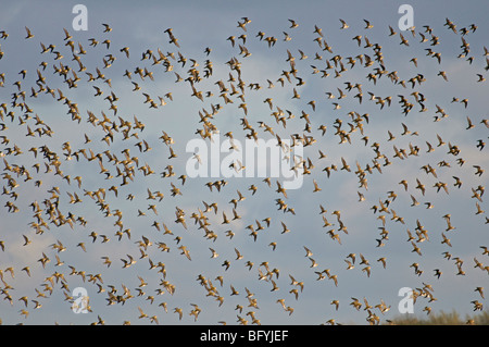 Herde der Goldregenpfeifer Pluvialis Apricaria im Flug. Norfolk. November. Stockfoto