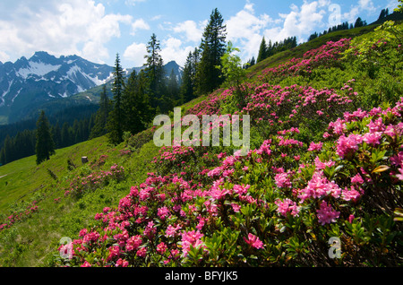 Rhododendron (Rhododendron) am Fellhorn Berg, Oberstdorf, Allgäu, Bayern, Deutschland, Europa Stockfoto