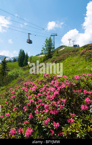 Seilbahn, Rhododendron (Rhododendron) am Fellhorn Berg, Oberstdorf, Allgäu, Bayern, Deutschland, Europa Stockfoto