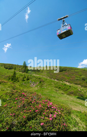 Seilbahn, Rhododendron (Rhododendron) am Fellhorn Berg, Oberstdorf, Allgäu, Bayern, Deutschland, Europa Stockfoto