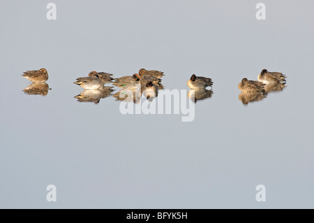 Herde von gemeinsamen Teal Anas Vogelarten in Ruhe. Norfolk. Stockfoto