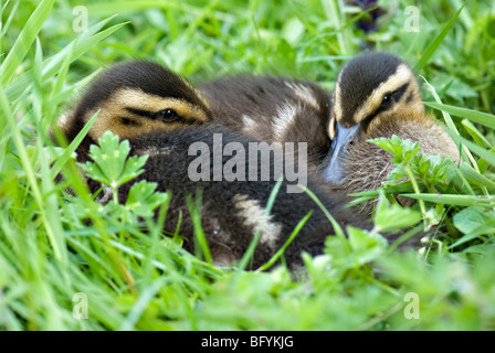 Eine Nahaufnahme eines Paares von Stockente Entenküken ruht zusammen in Rasen Stockfoto