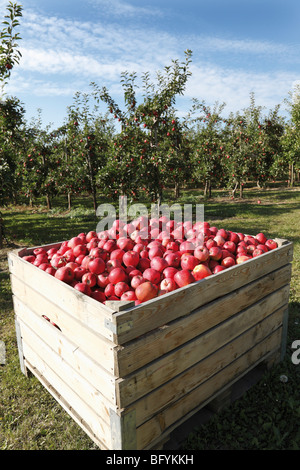 Apfelplantage, Box mit frisch gepflückten rote Äpfel Stockfoto