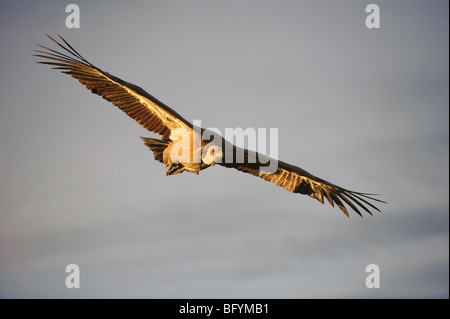 Griffon Vulture abgeschottet Fulvus Erwachsener im Flug. Katalanische Pyrenäen, Spanien. Stockfoto