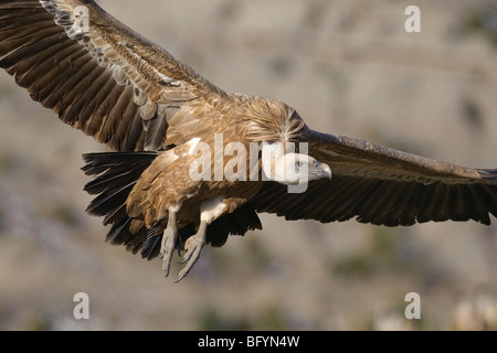 Griffon Vulture abgeschottet Fulvus Erwachsener im Flug. Katalanische Pyrenäen, Spanien. Stockfoto