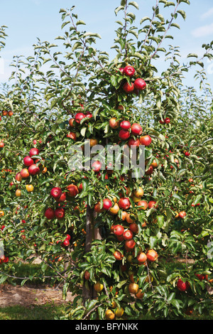 Apple Orchard, rote Äpfel am Baum Stockfoto