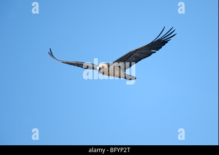 Bartgeier oder Bartgeier sollten Barbatus Aduilt im Flug. Katalanische Pyrenäen, Spanien. Stockfoto