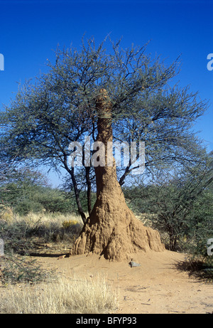 Termitenhügel Namibia Stockfoto