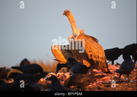 Griffon Vulture abgeschottet Fulvus Erwachsene auf AAS unter den Raben. Katalanische Pyrenäen, Spanien. Stockfoto