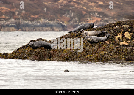 Seehunde sonnen sich auf Felsen Gruinard Bay, Wester Ross, Schottland Stockfoto