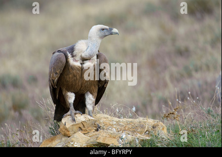 Griffon Vulture abgeschottet Fulvus Erwachsener. Katalanische Pyrenäen, Spanien. Stockfoto