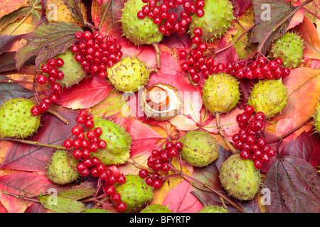 Kastanien und Herbst Blätter Nahaufnahme Stockfoto