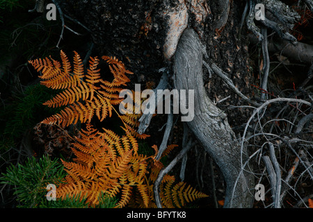 Detail der Farn Blatt, Herbstfarben Stockfoto