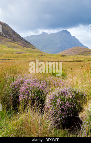 Heather, Schilf und Riedgras auf Moorland hinauf in Richtung Ben Loyal, südlich von Zunge, Highland, Schottland Stockfoto