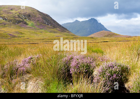 Heather, Schilf und Riedgras auf Moorland hinauf in Richtung Ben Loyal, südlich von Zunge, Highland, Schottland Stockfoto