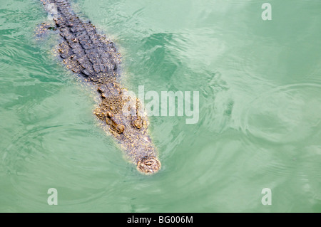 Samphran Elefant Boden & Zoo Nakhon Pathom Provinz Thailand Stockfoto