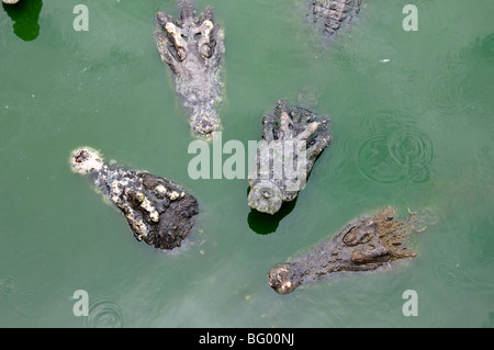 Samphran Elefant Boden & Zoo Nakhon Pathom Provinz Thailand Stockfoto