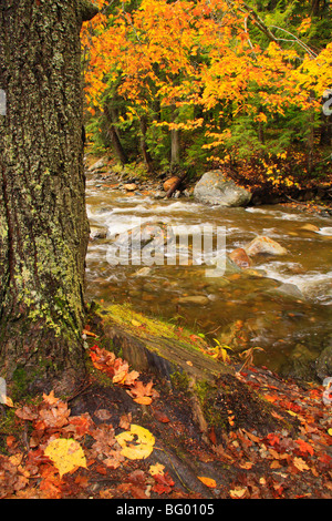 Bach an Texas fällt, Breadloaf, Vermont Stockfoto
