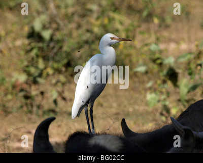 sonnendurchflutetes Kuhreiher auf Leiter der Wasserbüffel im Schatten stehen umgeben von Insekten und wies Hörner im ländlichen Indien Stockfoto