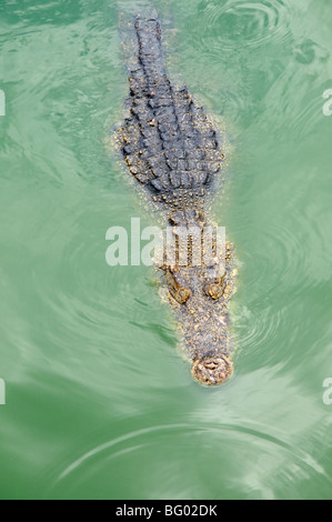 Samphran Elefant Boden & Zoo Nakhon Pathom Provinz Thailand Stockfoto