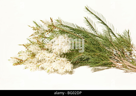 Melaleuca-Blüten auf weißem Hintergrund Stockfoto