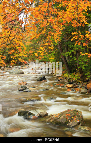 Bach an Texas fällt, Breadloaf, Vermont Stockfoto