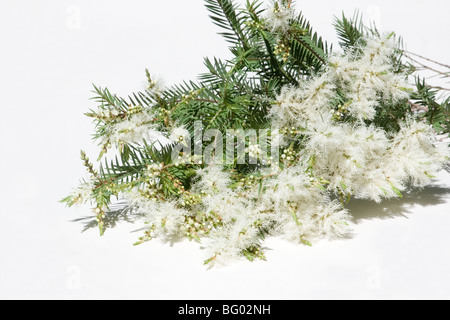 Melaleuca-Blüten auf weißem Hintergrund Stockfoto