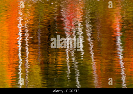 Herbst Reflexionen in Little White River, Iron Bridge, Elliot Lake, Ontario, Kanada Stockfoto