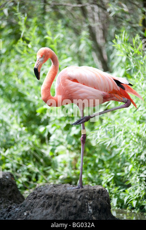 Rosa Flamingo stehen auf einem Bein Stockfoto