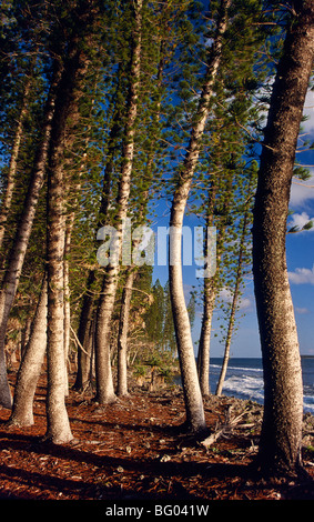 Ile des Pins, Neukaledonien Stockfoto