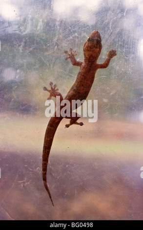 Asiatische Haus Gecko, Australien Stockfoto