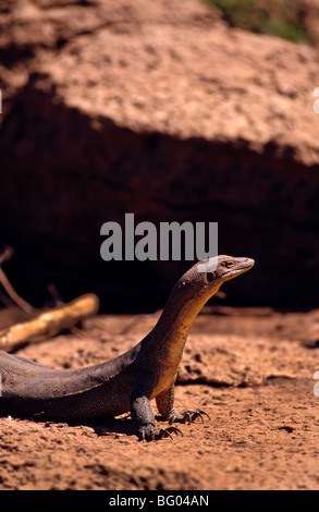 "Wasser-Monitor", Kimberley Region, Western Australia Stockfoto