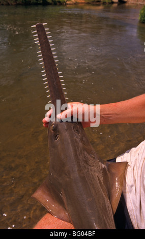 Sägefisch, Northern Territory, Australien Stockfoto