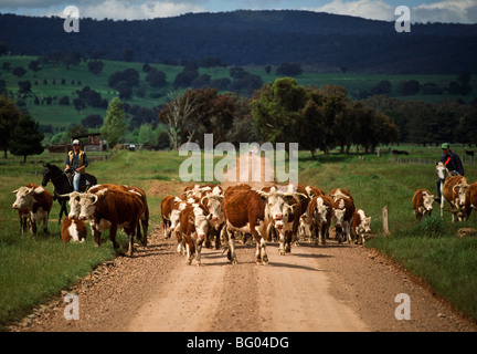 Musterung Rinder, Victoria Australien Stockfoto