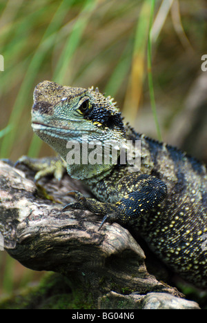 Die Tuatara - native New Zealand Eidechse Stockfoto